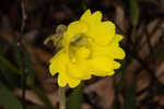 Yellow butterwort